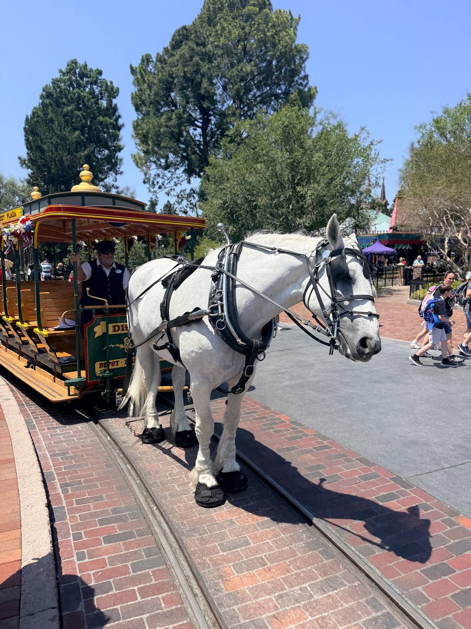 Disneyland horse-drawn streetcar with a white horse on Main Street